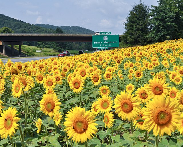 Sunflowers along I-40 westbound