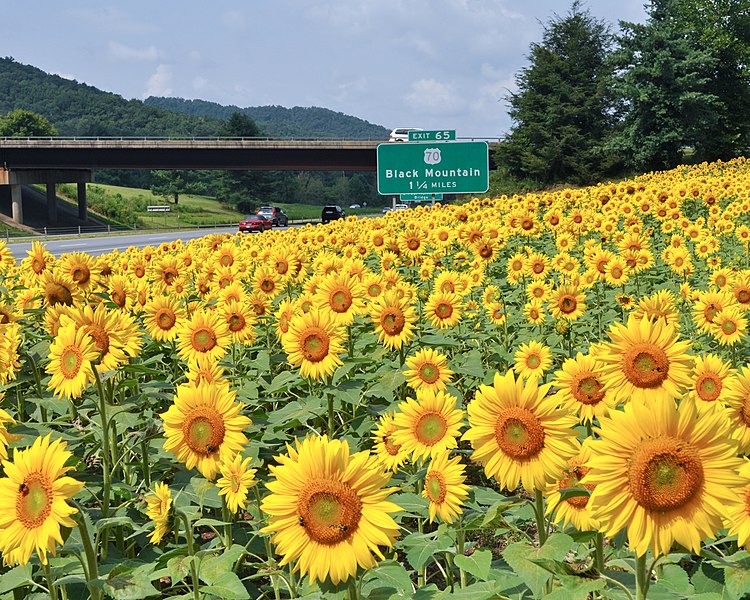 File:I-40W-Sunflowers.jpg