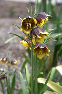 <i>Fritillaria reuteri</i> species of plant in the family Liliaceae