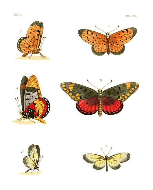 Illustrations of Exotic Entomology III 13.jpg