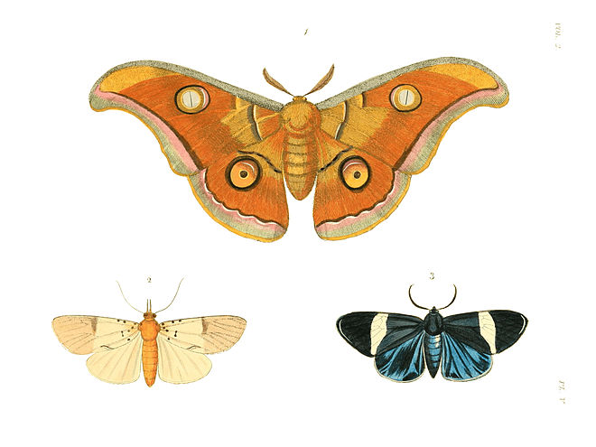 Illustrations of Exotic Entomology II 05.jpg