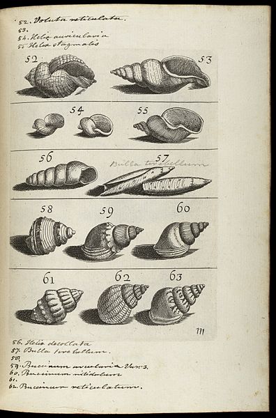 File:Illustrations of various sea shells Wellcome L0060694.jpg