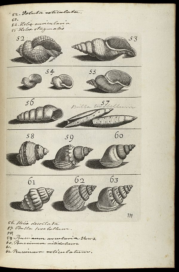Sea shells from Recreatione dell'occhio e della mente by Filippo Bonanni