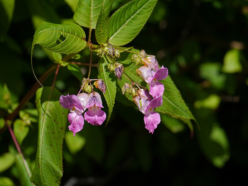 File:Impatiens sulcata (7814726132).jpg