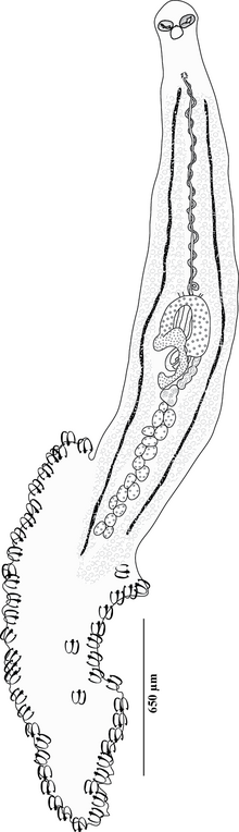 האניבלי האינטרקוטילי (Microcotylidae) .png