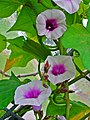 Ipomoea batatas 002.JPG