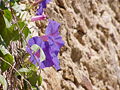 Miniatura per File:Ipomoea indica wall.jpg