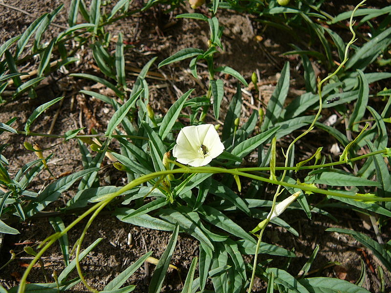 File:Ipomoea stolonifera 0002.jpg