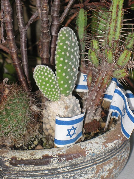 A cactus flowerpot with the flag of Israel