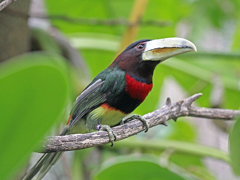 File:Ivory-billed Aracari RWD4.jpg