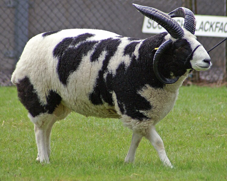 File:Jacob Ram at Royal Show.jpg