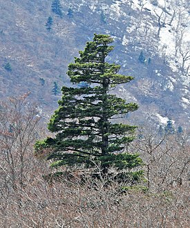 Japanese White Pine Pinus parviflora Miyagi Prefecture (crop).jpg
