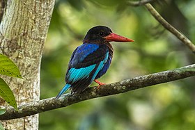 Javan Kingfisher - Meru Bethiri NP MG 6571 (29543573702).jpg