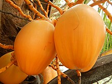 Dwarf coconut in Luzon, showing the typical rounder niu vai fruit morphology of Pacific coconuts