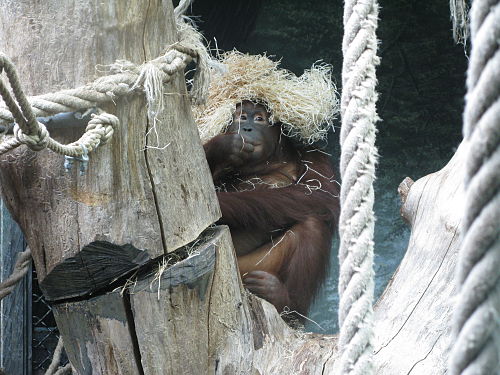 The female orangutan Tamu keeps out of the rain, wearing a wig made in straw