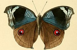 Junonia artaxia