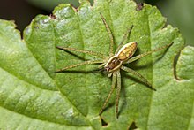 Voyaga etmagan Dolomedes fimbriatusi