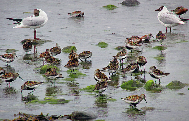 File:Kärrsnäppa - (Calidris alpina).jpg