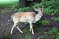 Junger Bock im Wildgehege