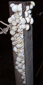 Miniatuur voor Bestand:Kadina-snails-spend-evening-on-the-fencepost-0683-2.jpg