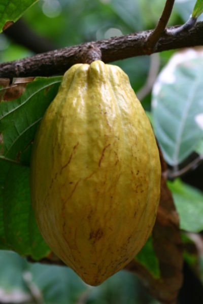 File:Kakaofrucht1.JPG