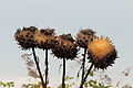 Kardoen (Cynara cardunculus). Rijpende zaden. Locatie De Kruidhof.