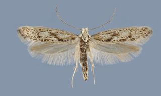 <i>Kessleria alternans</i> Species of moth