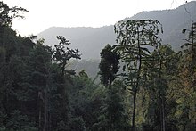 Khao_Sok_primary_tropical_rainforest%2C_southern_Thailand.jpg