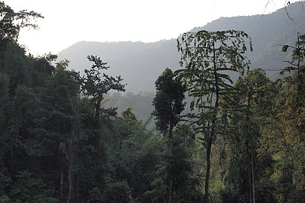 Canopy layers of primary tropical forest, Thailand