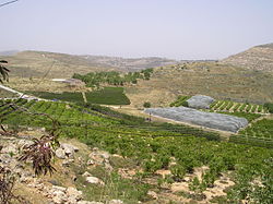 תל שילה, משמאל למטה למרגלות התל, שרידי הכנסייה הביזנטית, הבזיליקה, 2005