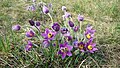 Poniklec veľkokvetý - Pulsatilla grandis