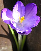 Flor do género Crocus.