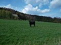 Kuh auf einer Weide zwischen Wilthen und Tautewalde (4).JPG