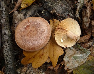 <i>Lactarius quietus</i> Species of fungus