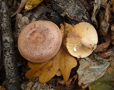 Oak milk cap