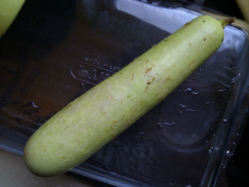 File:Lagenaria siceraria indian cultive Dudhi, a bit like a courgette.jpg