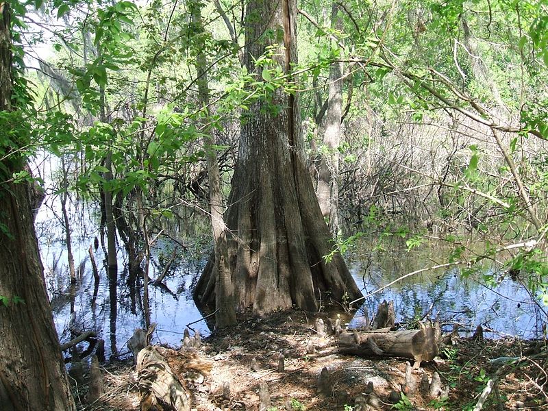 File:Lake Iamonia gallery003 cypress.jpg