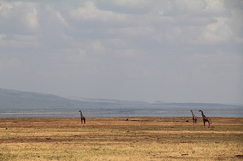 File:Lake Manyara National Park - panoramio.jpg