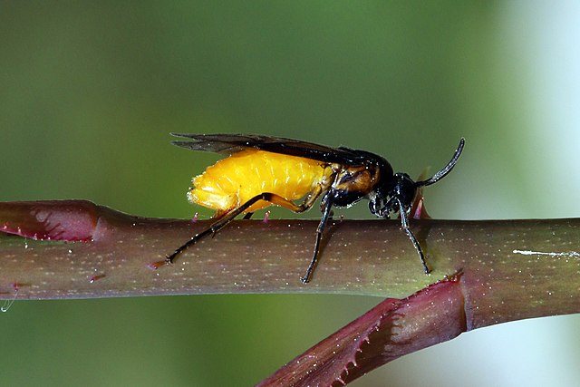 Symphyta, without a waist: the sawfly Arge pagana
