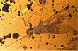 Holotype Largusoperla micktaylori fig11 A.jpg