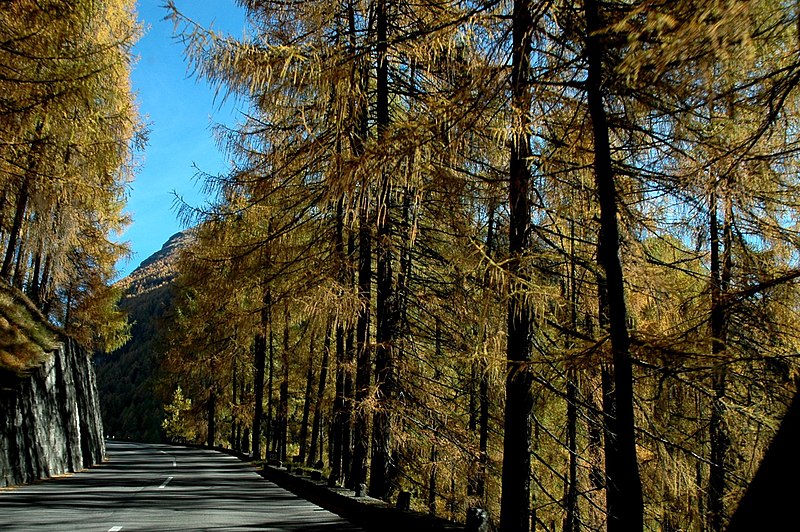 File:Larix decidua (8393796381).jpg