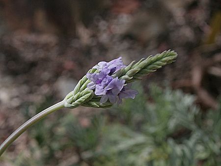 Lavandula pinnata