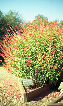 A small lavender shrub planted next to a large salvia bush in the White House vegetable garden Lavender in the White House vegetable garden.jpg