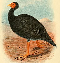 State Bird of Vanuatu