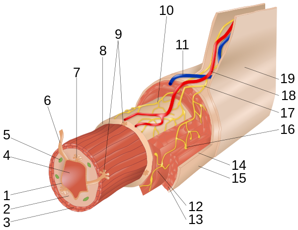 General structure of the gut wall 1: Mucosa: Epithelium2: Mucosa: Lamina propria3: Mucosa: Muscularis mucosae4: Lumen5: Lymphatic tissue6: Duct of gland outside tract7: Gland in mucosa8: Submucosa9: Glands in submucosa10: Meissner's submucosal plexus11: Vein12: Muscularis: Circular muscle13: Muscularis: Longitudinal muscle14: Serosa: Areolar connective tissue15: Serosa: Epithelium16: Auerbach's myenteric plexus17: Nerve18: Artery19: Mesentery