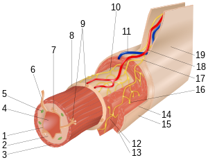 Layers of the GI Tract numbers.svg