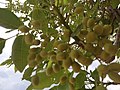 Fruits de karité sur l'arbre