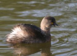 Least grebe.jpg