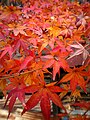Lá phong Nhật Bản chuyển sang màu đỏ về mùa thu