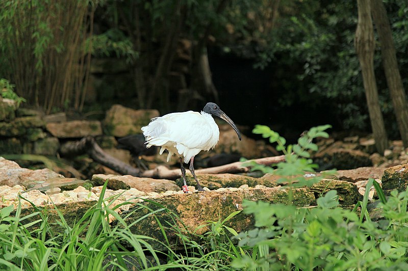 File:Leipzig - Zoo - Asien - Threskiornis moluccus 01 ies.jpg